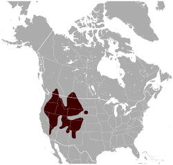 Marmota flaviventris range[2]​