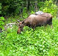 Yearling bull moose with "starter" antlers