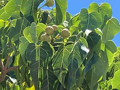 Catalpa (parfois confondu avec le mancenillier, car il pousse dans le même type d'écosystème, en bordure des plages)