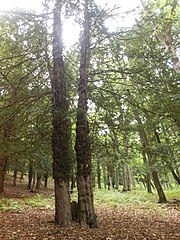 Aghavnavank Yew Grove, Dilijan National Park