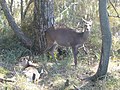 2007年11月11日 (日) 02:37時点における版のサムネイル