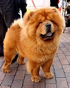Red Chow Chow