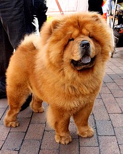 A chow-chow