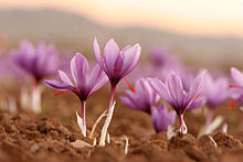 Saffron Flowers