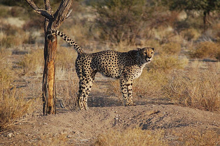 Гепард (Acinonyx jubatus), метящий свою территорию мочой. Намибия