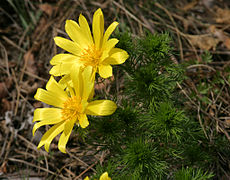 Frühlings-Adonisröschen (Adonis vernalis)