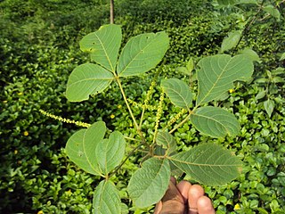 Leaves and flowers at Periya, India, 2014