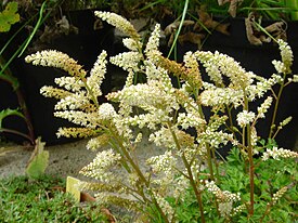 Pikkutöyhtöangervo (Aruncus aethusifolius)