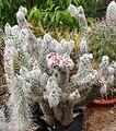 Austrocylindropuntia vestita