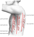 الجانب الأيسر للصدر وتظهر عليه الخطوط الإبطية
