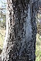 Closeup of a tree trunk. The bark is dark grey and deeply furrowed.