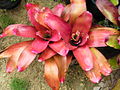 Bromeliad9