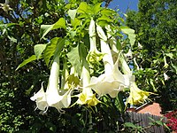 A closeup of white flowers from a Brugmansia tree