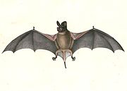 Drawing of brown bat