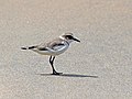 Charadrius alexandrinus