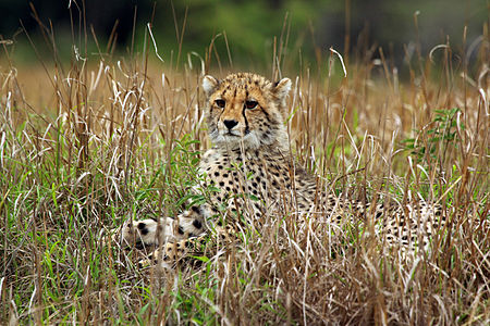 Cheetah cub, by Charlesjsharp