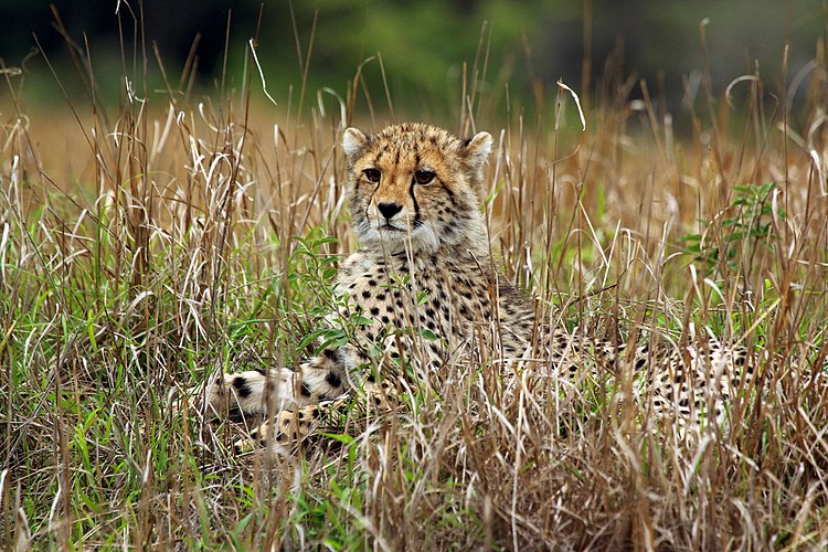 Детёныш гепарда (Acinonyx jubatus) прячется в траве, ожидая возвращения матери с охоты