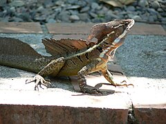 Basilic commun (Basiliscus basiliscus)