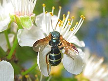 Picture of a bee on top of a white flower.