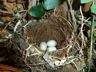 Nest with clutch of three placed in a creeping fig