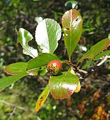 плід і листя C. crus-galli var. pyracanthifolia