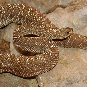 Crotalus vegrandis