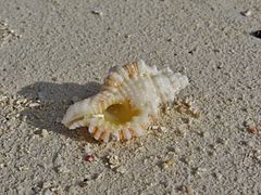 Un Monoplex aquatilis échoué sur la plage.