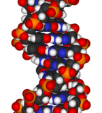 מודל של DNA