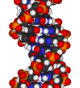 A fragment of DNA.