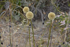 Dasypogon bromeliifolius