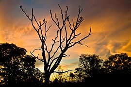 Crepúsculo em Alto Araguaia.