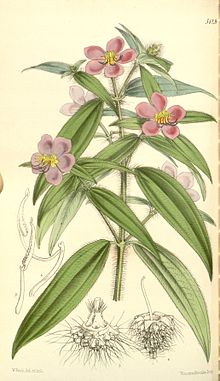 Scientific drawing of Antherotoma irvingiana. Stem with leaves, five-petaled pink flowers, hairy appearance