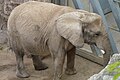 Elefant im Zoo von Halle (Saale)