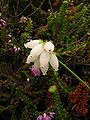 Variété à fleurs blanches