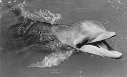 Flipper 1964 2.jpg