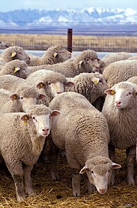 Sheep flock, by Keith Weller (edited by Ddxc)