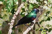 green sunbird with purplish crown, red breast, and black wings and belly