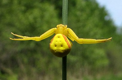 Female, imitating a flower