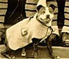 Sergeant Stubby