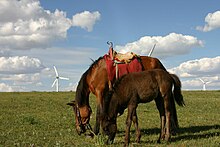 Jument et poulain marrons dans un champ d'éoliennes.