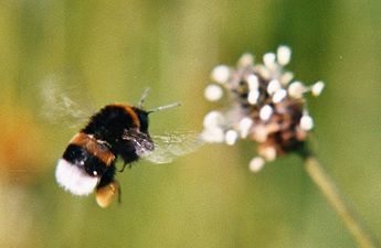 En Ljus jordhumla, Bombus lucorum med pollenpåse (corbiculae) undertill under anflygning till en svartkämpeblomma