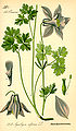 Illustrazione dell'Aquilegia alpina.[3]