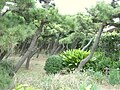 Trees in Jōgashima.