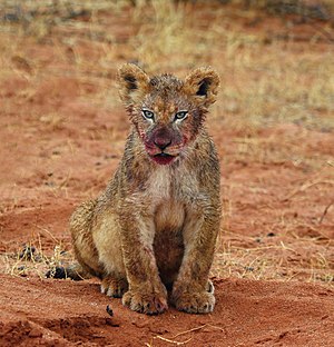 גור אריות בן 4 חודשים לאחר אכילה, בדרום אפריקה