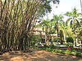 One of the bamboo bushes planted before 1975, to protect the temple