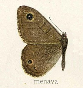 Lasiommata menava