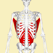 Position of the latissimus dorsi muscle (shown in red). Animation.