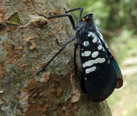 Forma adulta, azul-escura de L. meliae, anteriormente classificada como Lycorma olivacea.