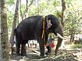 Unnikrishnan, der Tempelelefant des Mavelikara Srikrishanswami Tempels, Kattuvalli, Kerala