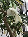 Brugmansia cultivar ‘Culebra’ (formerly Methysticodendron amesianum) Kew Gardens